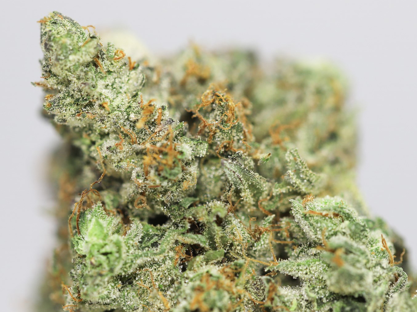 PINK DEATH STAR AAA CLOSE UP 1.jpg PINK DEATH STAR AAA CLOSE UP 1.jpg