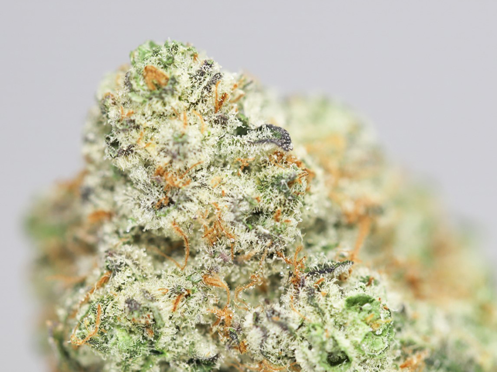 PINK PANTHER AAA CLOSE UP.jpg PINK PANTHER AAA CLOSE UP.jpg