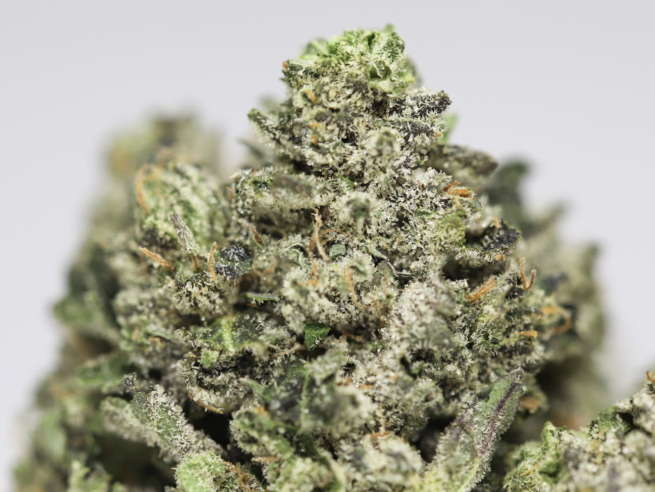 PLATINUM MASTER KUSH AA CLOSE UP 2.jpg PLATINUM MASTER KUSH AA CLOSE UP 2.jpg