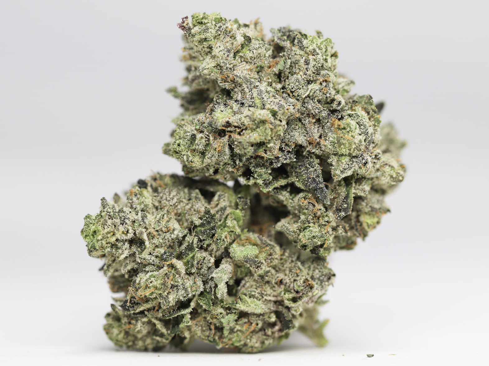 PLATINUM MASTER KUSH AA RESTOCK 2.jpg PLATINUM MASTER KUSH AA RESTOCK 2.jpg