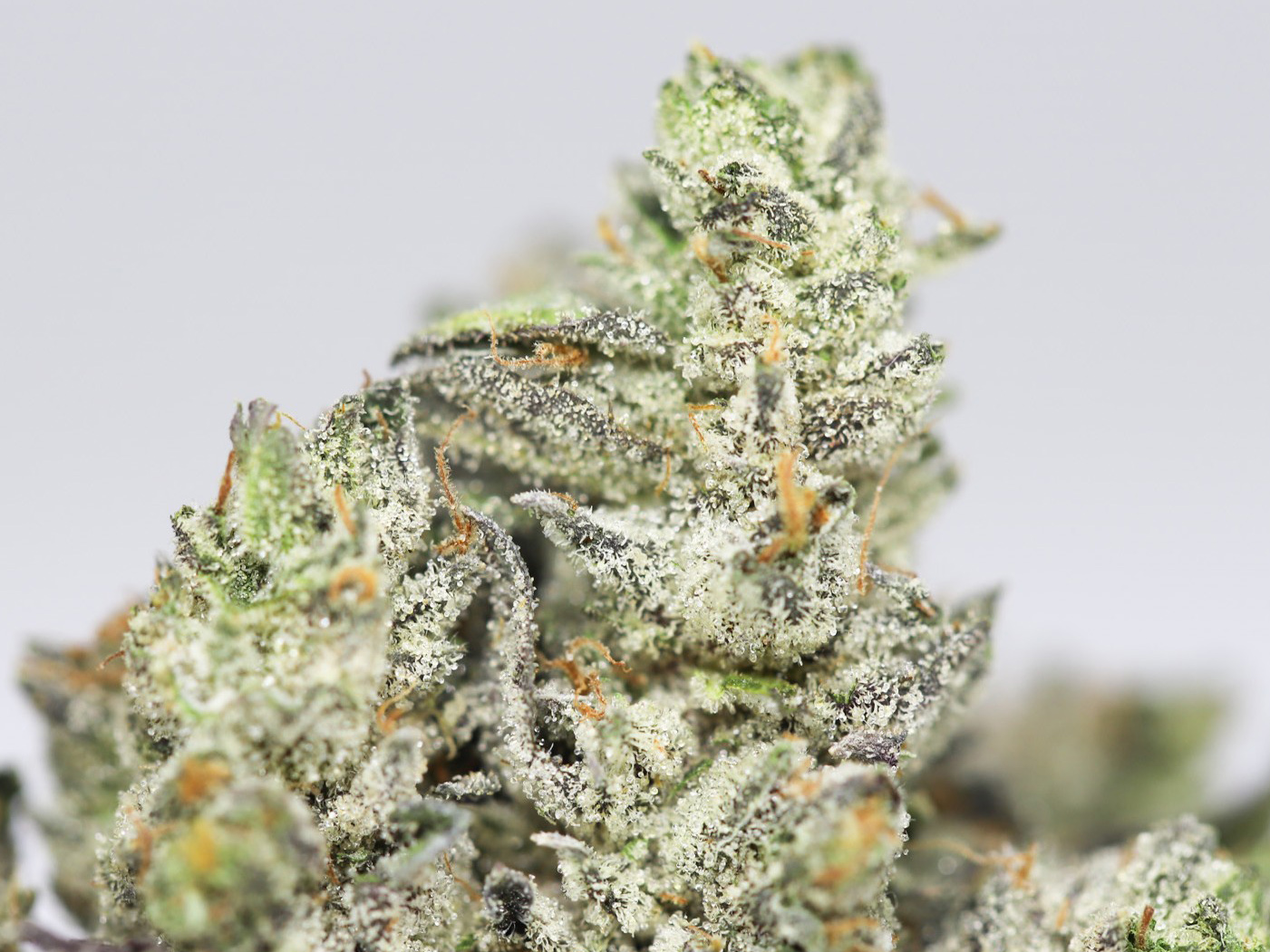 PURPLE CANDY AA CLOSE UP 2.jpg PURPLE CANDY AA CLOSE UP 2.jpg