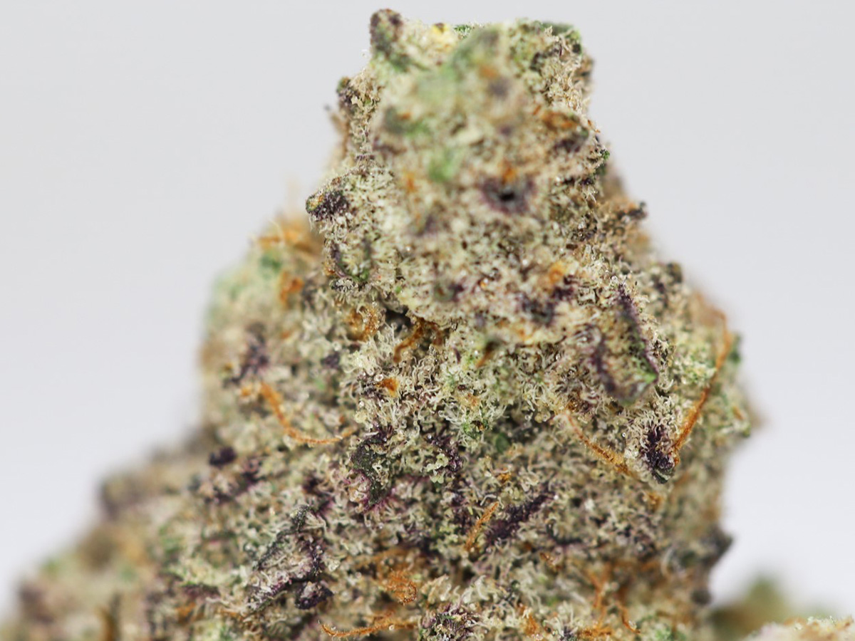 PURPLE CHAMPAGNE AAA CLOSE UP 1.jpg PURPLE CHAMPAGNE AAA CLOSE UP 1.jpg