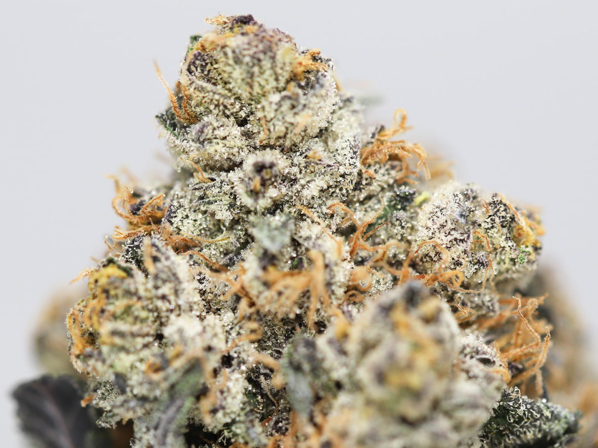 PURPLE LEMON HAZE AAA CLOSE UP 1.jpg PURPLE LEMON HAZE AAA CLOSE UP 1.jpg