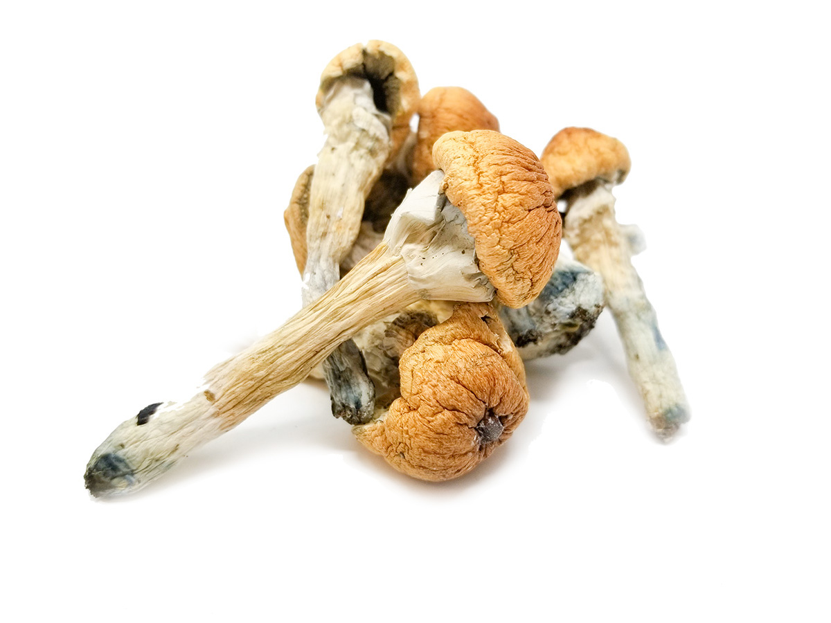 Penis Envy shrooms.jpg Penis Envy shrooms.jpg