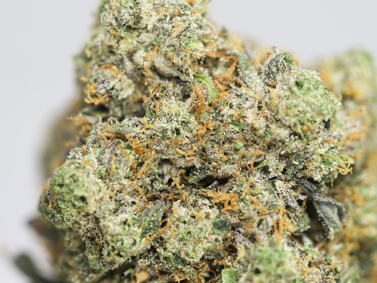 Pink Bubba AAAA close up.jpg Pink Bubba AAAA close up.jpg