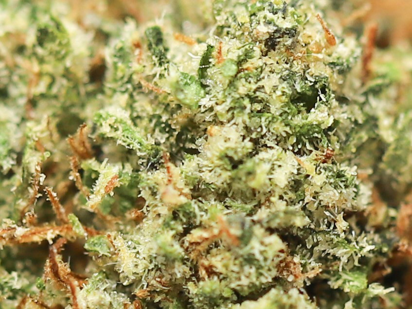 Purple urkle AA special close up.jpg Purple urkle AA special close up.jpg