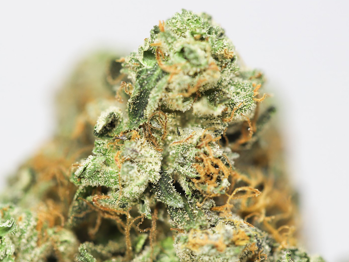 ROCK BUBBA AA CLOSE UP copy.jpg ROCK BUBBA AA CLOSE UP copy.jpg