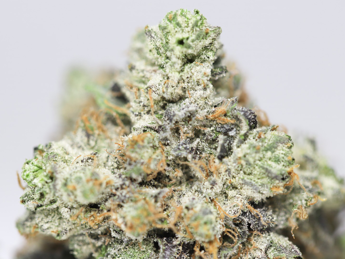 ROCKSTAR KUSH AA CLOSE UP 1.jpg ROCKSTAR KUSH AA CLOSE UP 1.jpg