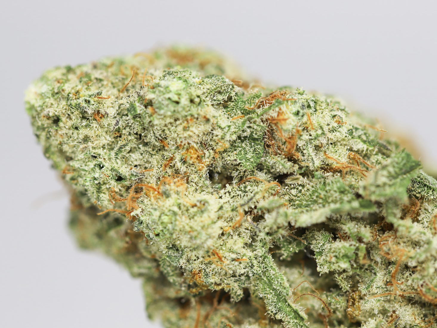 SAPPHIRE SCOUT AA CLOSE UP 1.jpg SAPPHIRE SCOUT AA CLOSE UP 1.jpg