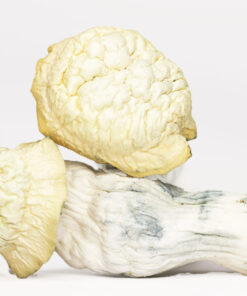 SHAKTI SHROOMS.jpg