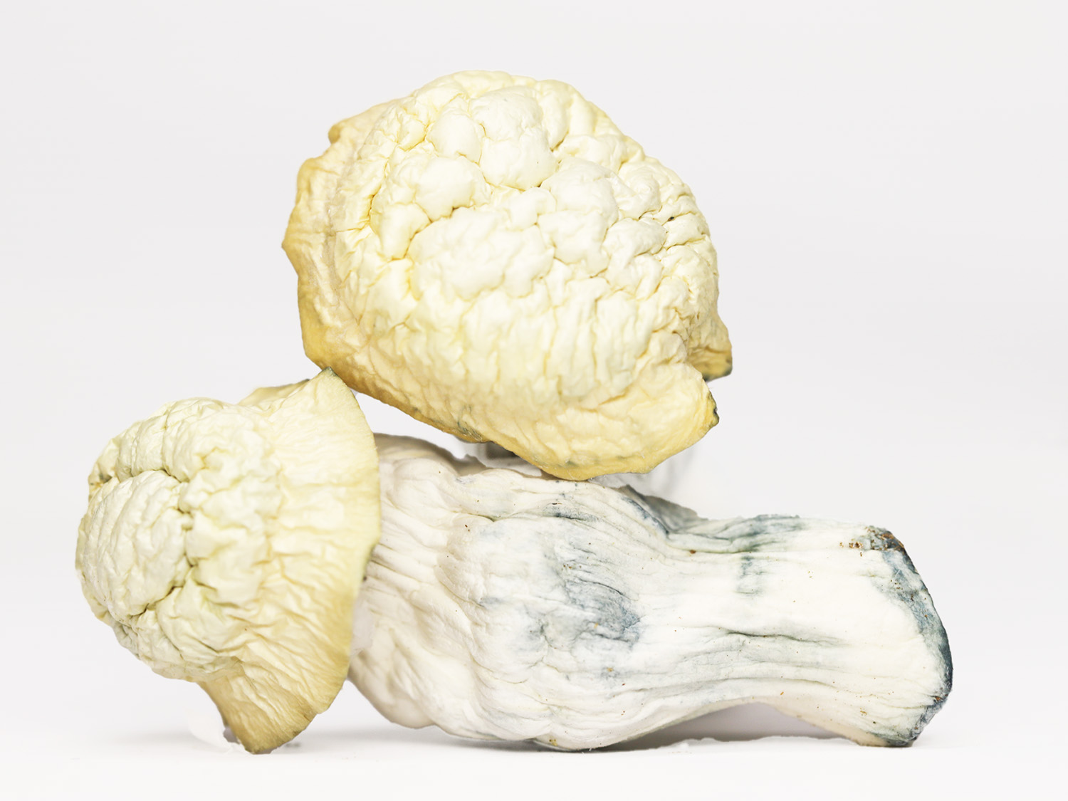 SHAKTI SHROOMS.jpg SHAKTI SHROOMS.jpg