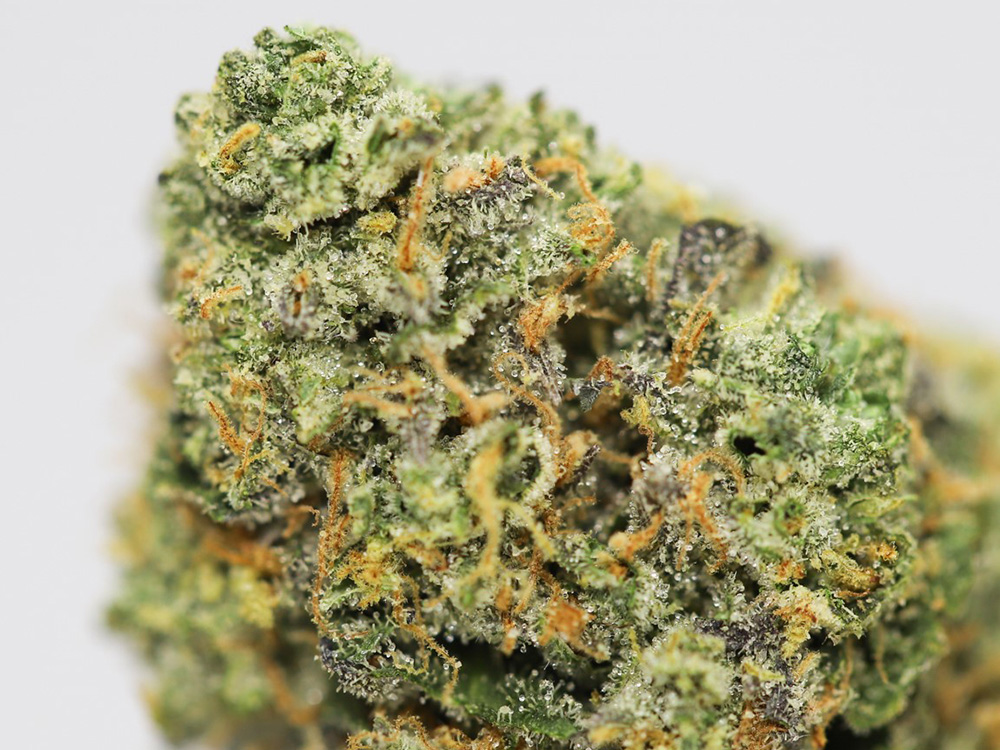 SNICKERDOODLE CLOSE UP 2.jpg SNICKERDOODLE CLOSE UP 2.jpg