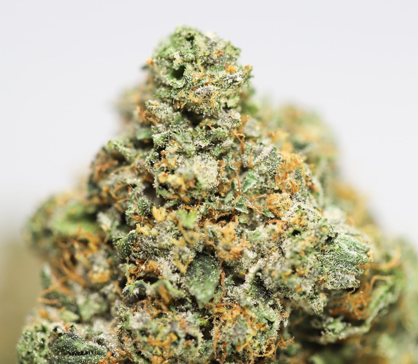 SNOOP DOGG OG CLOSE UP 3.jpg SNOOP DOGG OG CLOSE UP 3.jpg