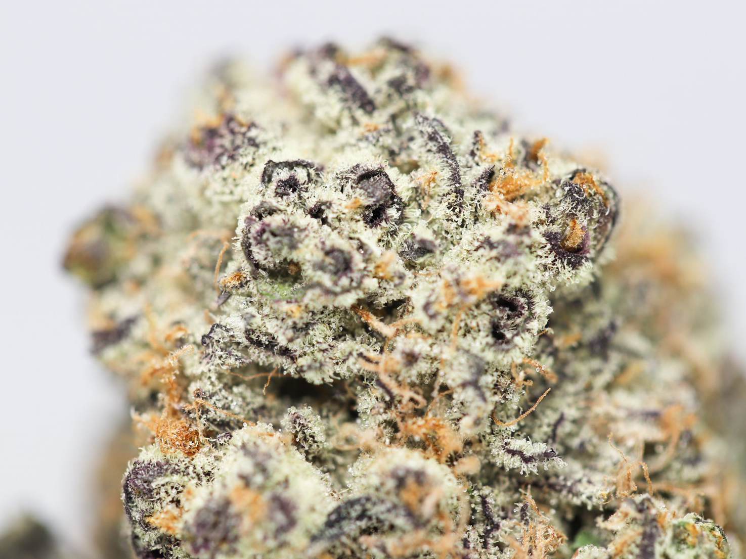 SNOOP S DREAM AAA CLOSE UP.jpg SNOOP S DREAM AAA CLOSE UP.jpg