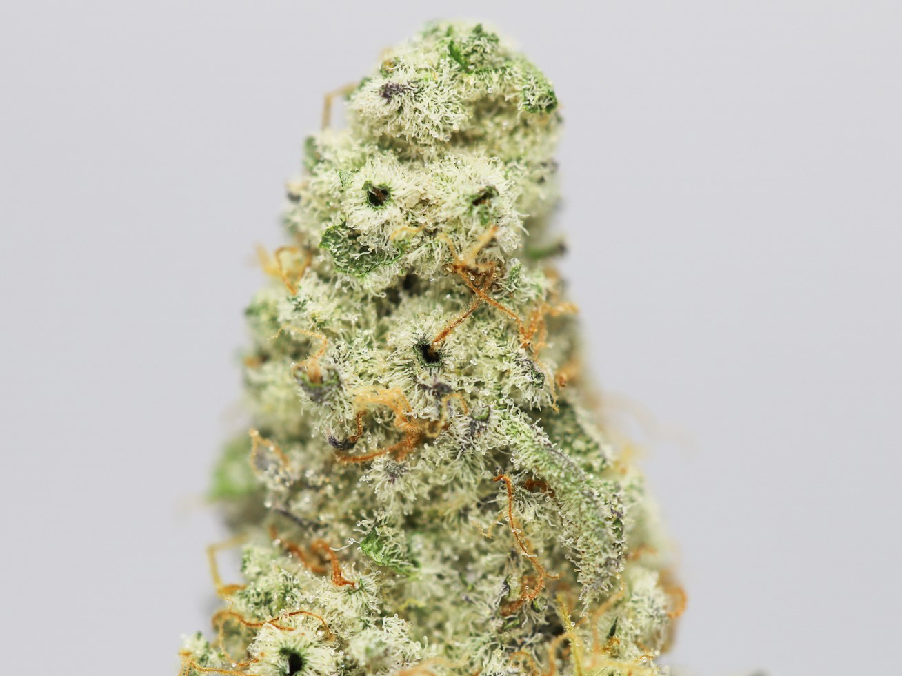 SNOWCONE AAAA CLOSE UP 2.jpg SNOWCONE AAAA CLOSE UP 2.jpg