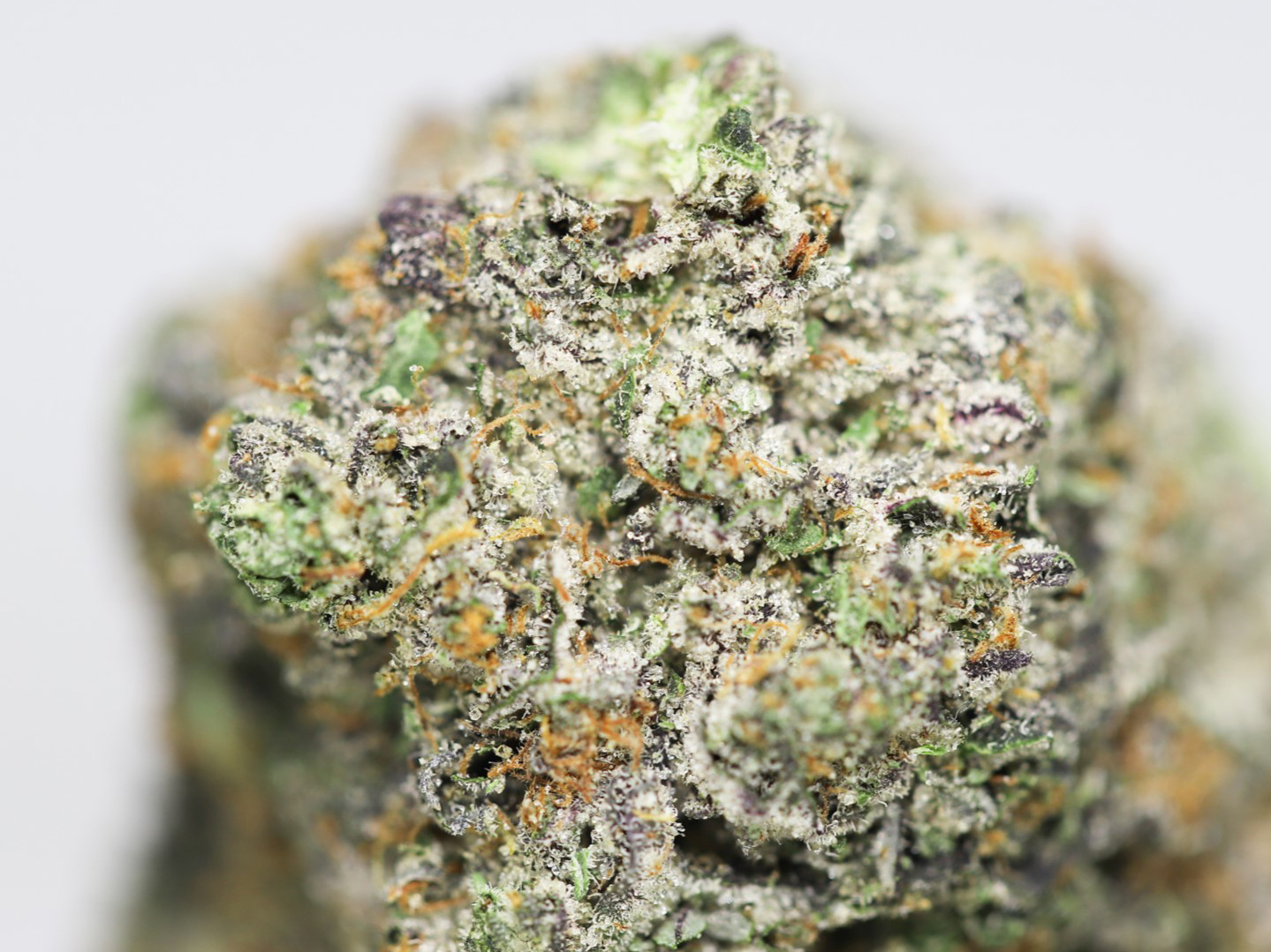 STICKY ICKY OG AAA CLOSE UP 1.jpg STICKY ICKY OG AAA CLOSE UP 1.jpg