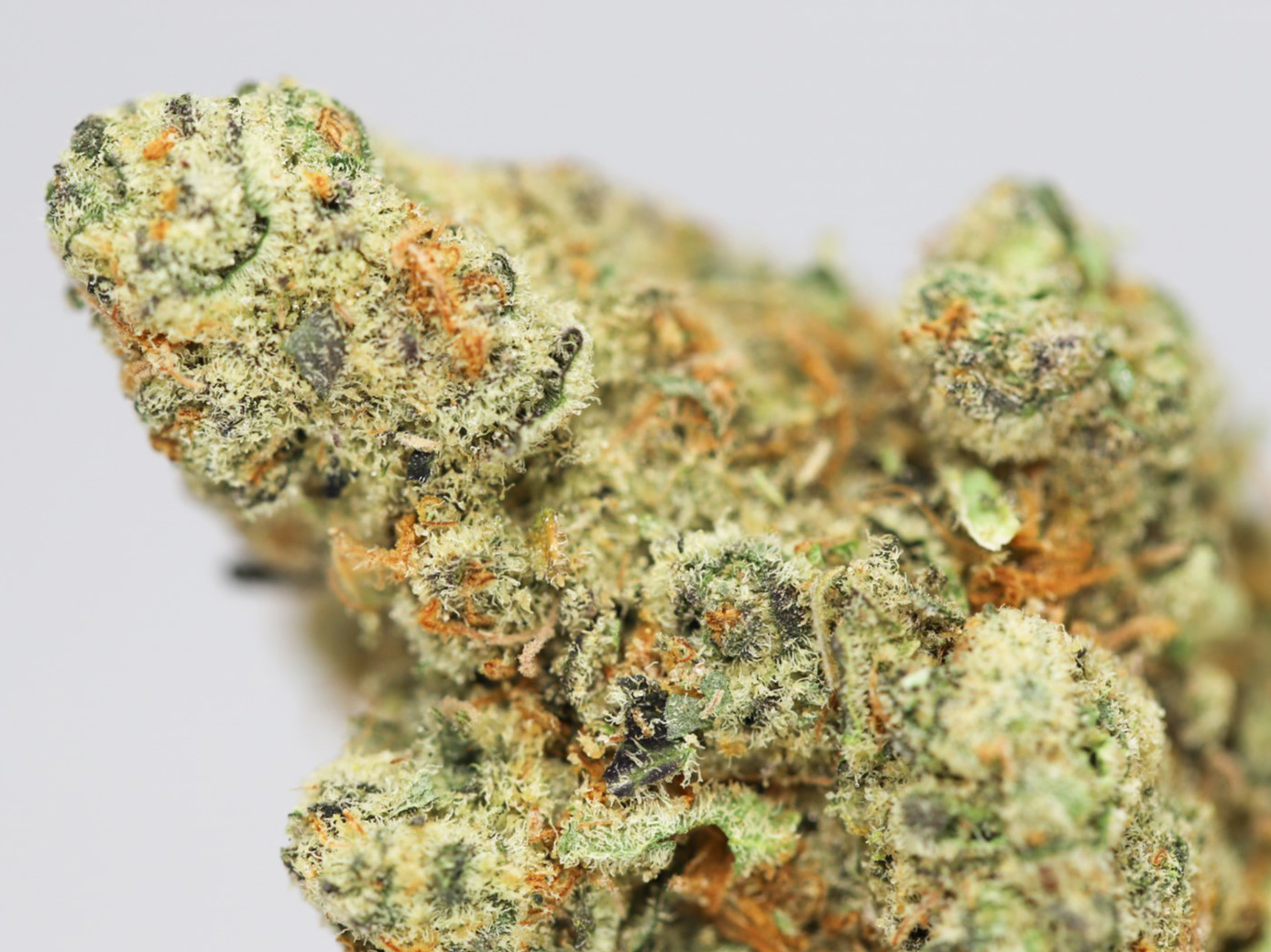 STRAWBERRY COUGH AA CLOSE UP 1.jpg STRAWBERRY COUGH AA CLOSE UP 1.jpg
