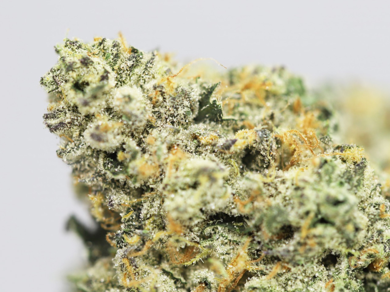 STRAWBERRY COUGH AAAA CLOSE UP 1.jpg STRAWBERRY COUGH AAAA CLOSE UP 1.jpg