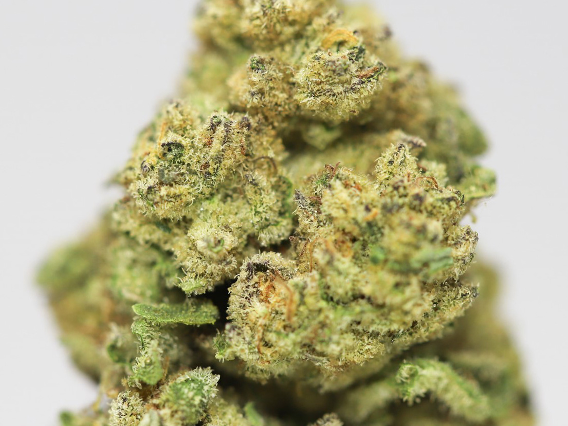 STRAWBERRY SHORTCAKE AA CLOSE UP copy.jpg STRAWBERRY SHORTCAKE AA CLOSE UP copy.jpg