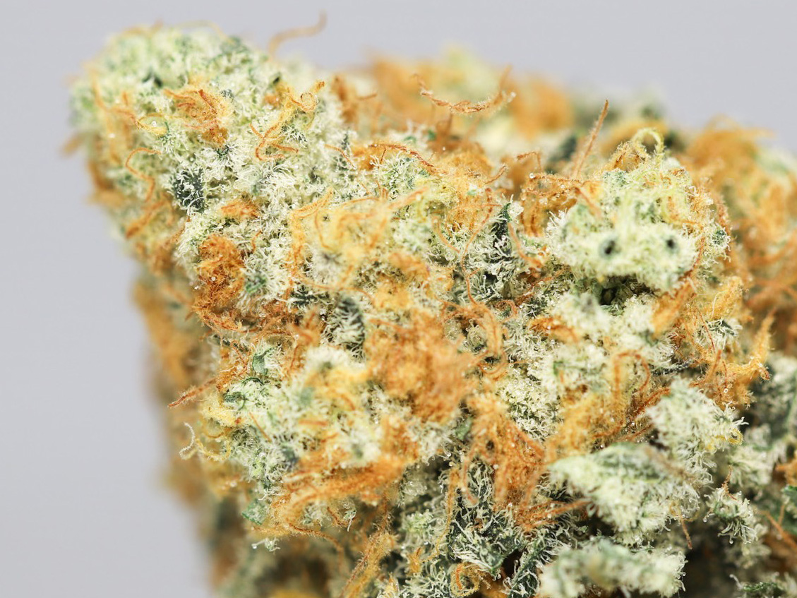 SUNSET SHERBERT AA CLOSE UP 1.jpg SUNSET SHERBERT AA CLOSE UP 1.jpg