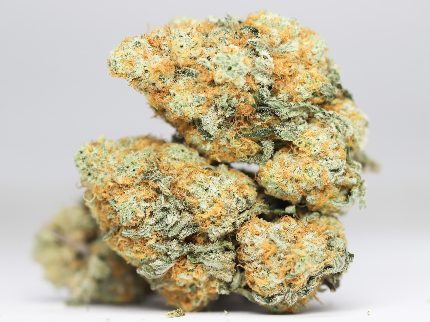 SUNSET SHERBERT AA RESTOCK 1.jpg SUNSET SHERBERT AA RESTOCK 1.jpg