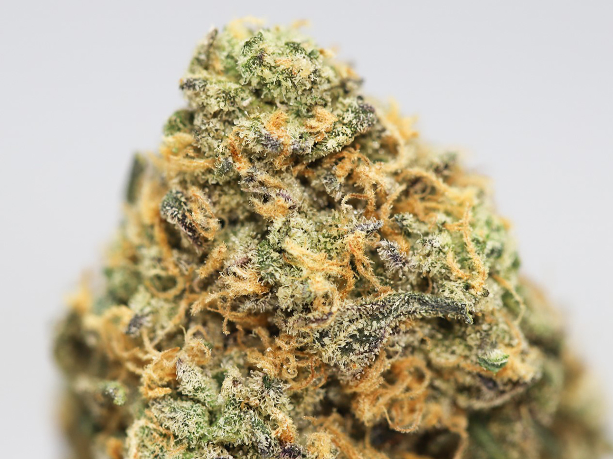 SUNSET SHERBERT CLOSE UP.jpg SUNSET SHERBERT CLOSE UP.jpg
