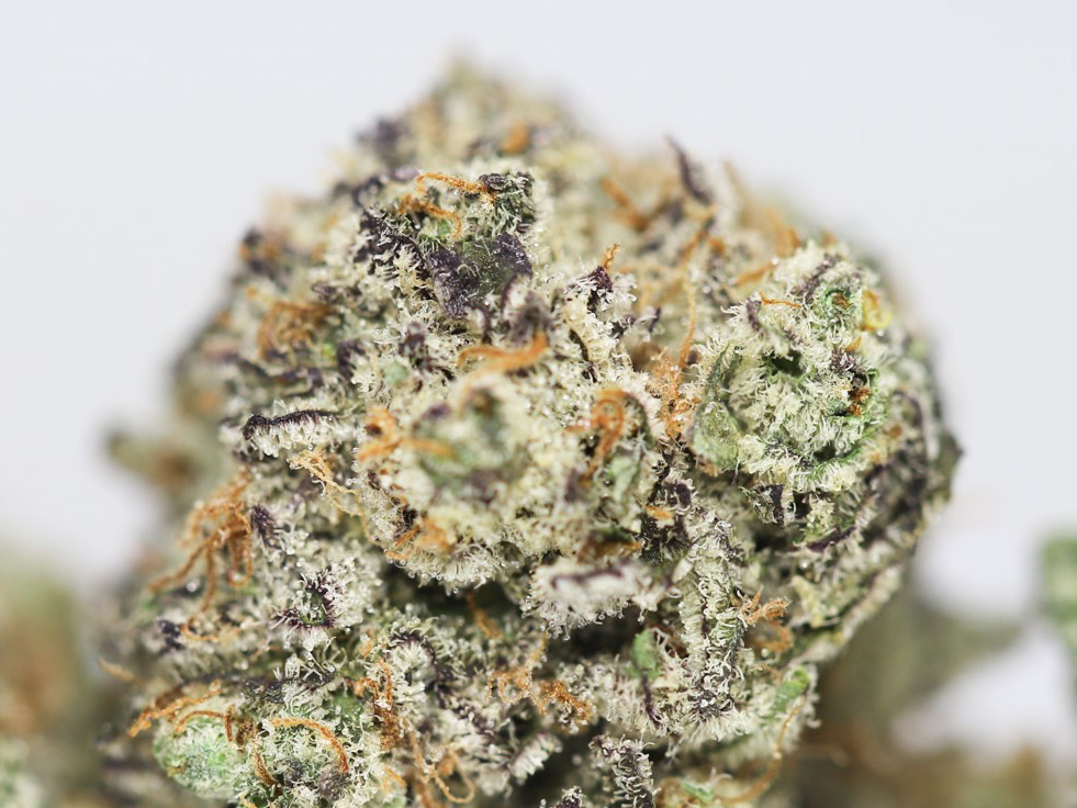 TAHITI LIME AAA CLOSE UP.jpg TAHITI LIME AAA CLOSE UP.jpg