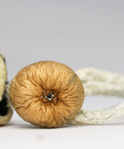 TEXAS YELLOW CAP SHROOMS RESTOCK.jpg