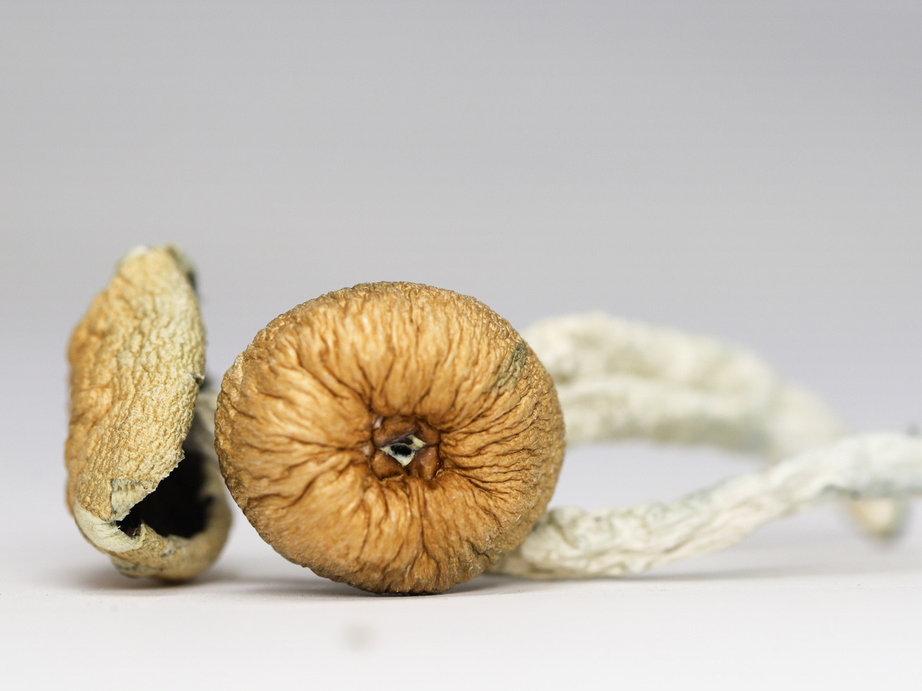 TEXAS YELLOW CAP SHROOMS RESTOCK.jpg TEXAS YELLOW CAP SHROOMS RESTOCK.jpg