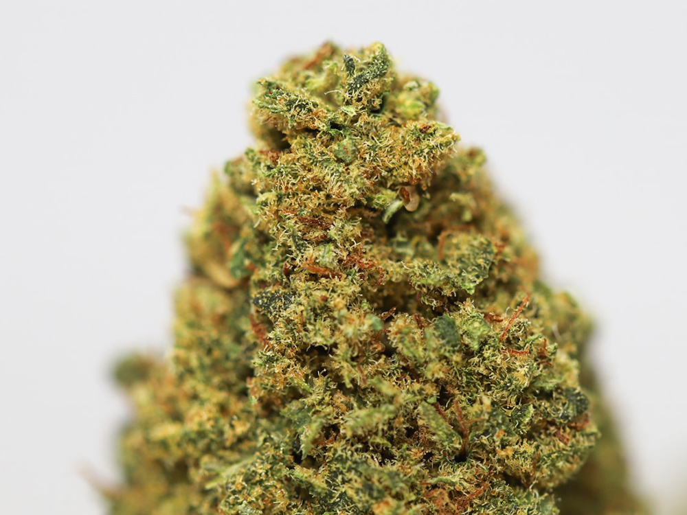 TROPIC THUNDER AA CLOSE UP.jpg TROPIC THUNDER AA CLOSE UP.jpg