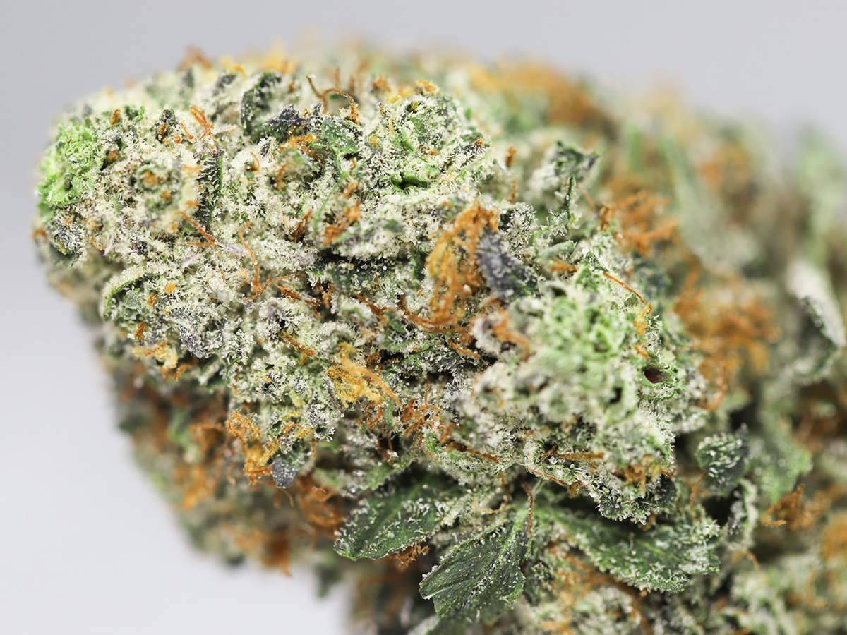 TRUNK FUNK AAA CLOSE UP 1.jpg TRUNK FUNK AAA CLOSE UP 1.jpg