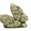 TRUNK FUNK AAA RESTOCK 2.jpg