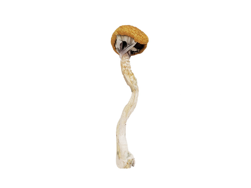 Texas yellow cap.jpg Texas yellow cap.jpg