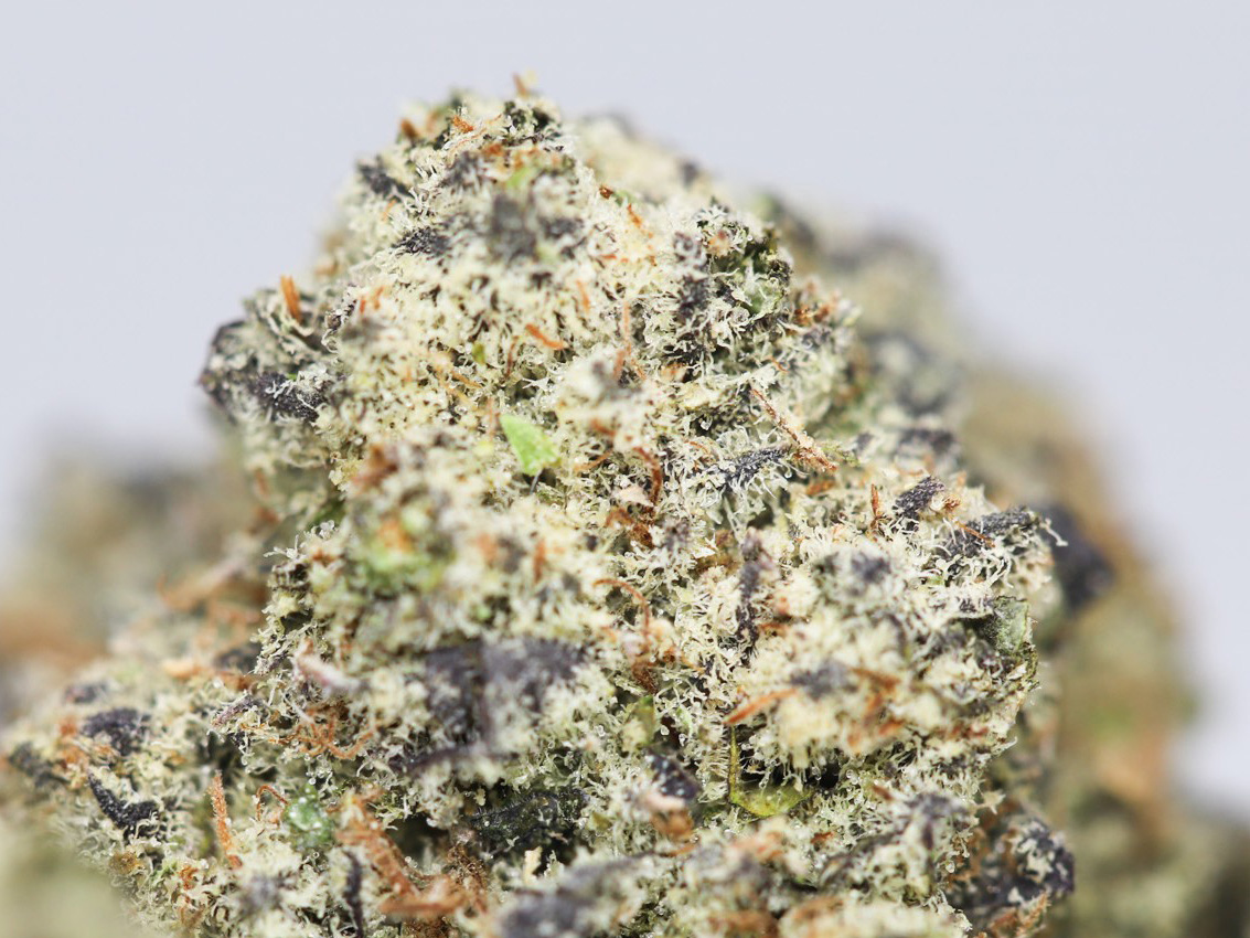 Tropicanna AA Close up.jpg Tropicanna AA Close up.jpg