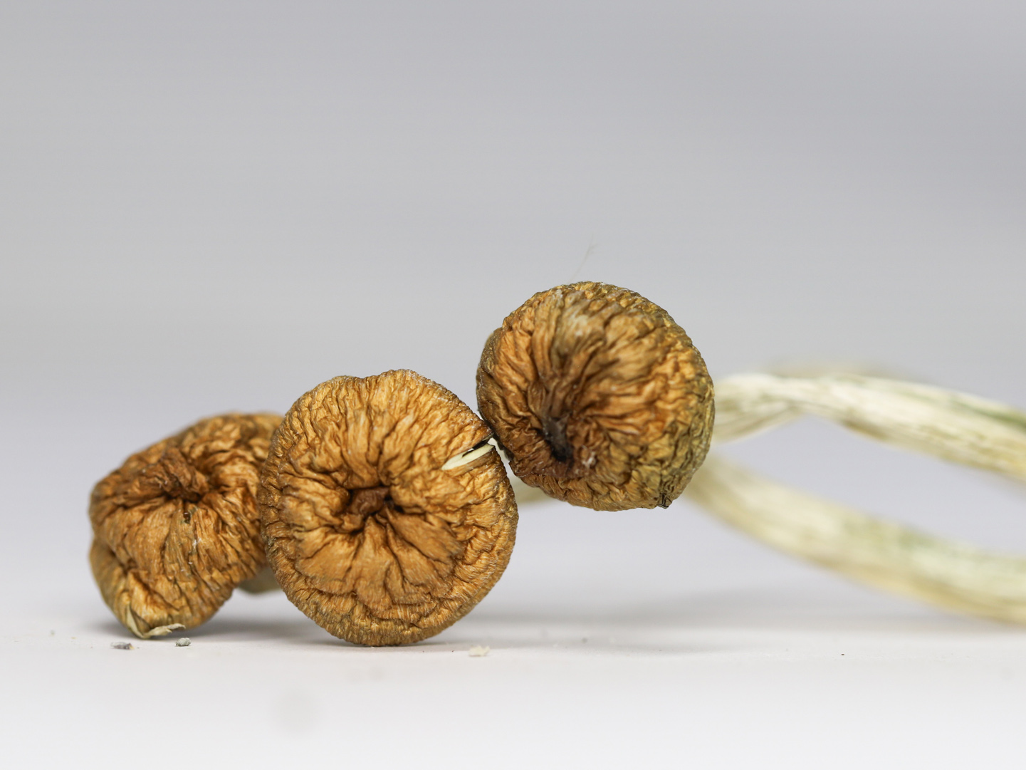 VIETNAMESE SHROOMS RESTOCK.jpg VIETNAMESE SHROOMS RESTOCK.jpg