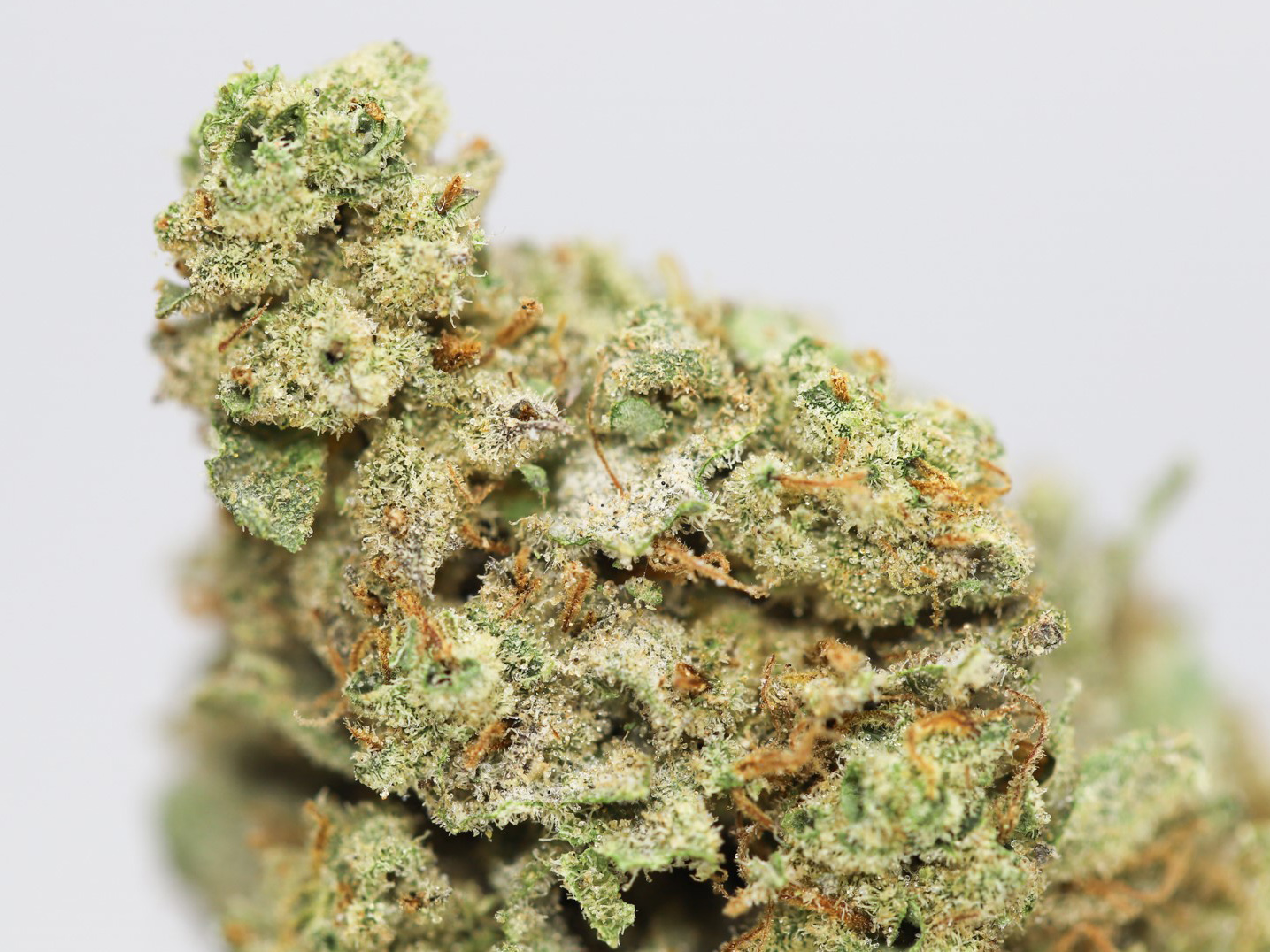 WHITE GRAPEFRUIT AA CLOSE UP.jpg WHITE GRAPEFRUIT AA CLOSE UP.jpg