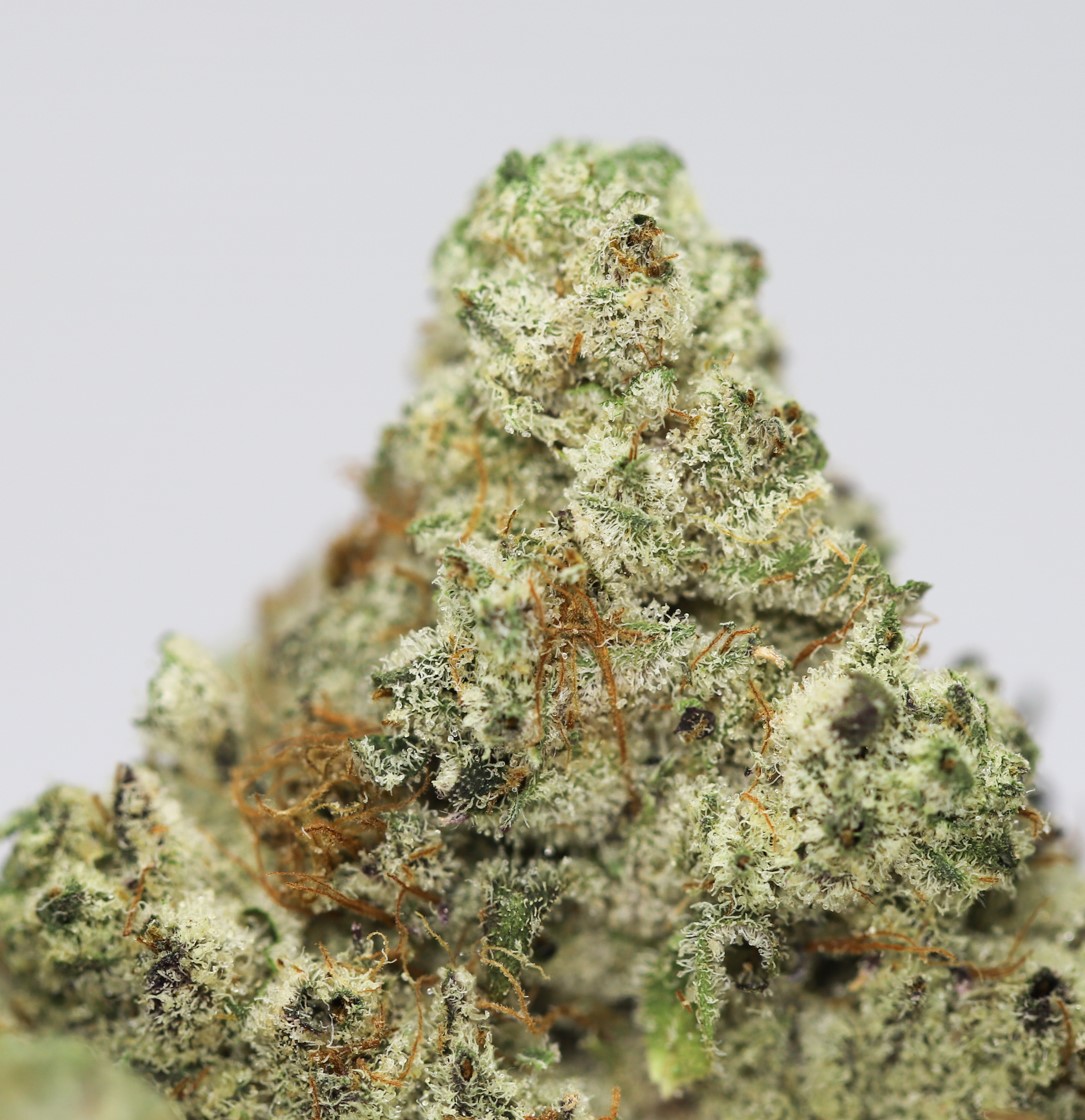 WHITE WIDOW AA CLOSE UP.jpg WHITE WIDOW AA CLOSE UP.jpg