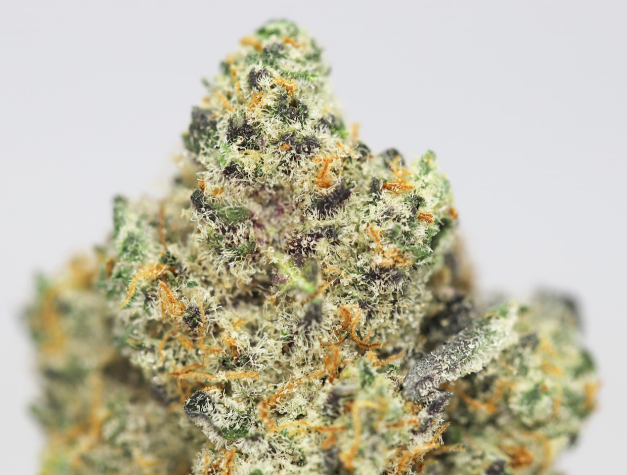 WIDOW X CHEESE AAA CLOSE UP 2.jpg WIDOW X CHEESE AAA CLOSE UP 2.jpg