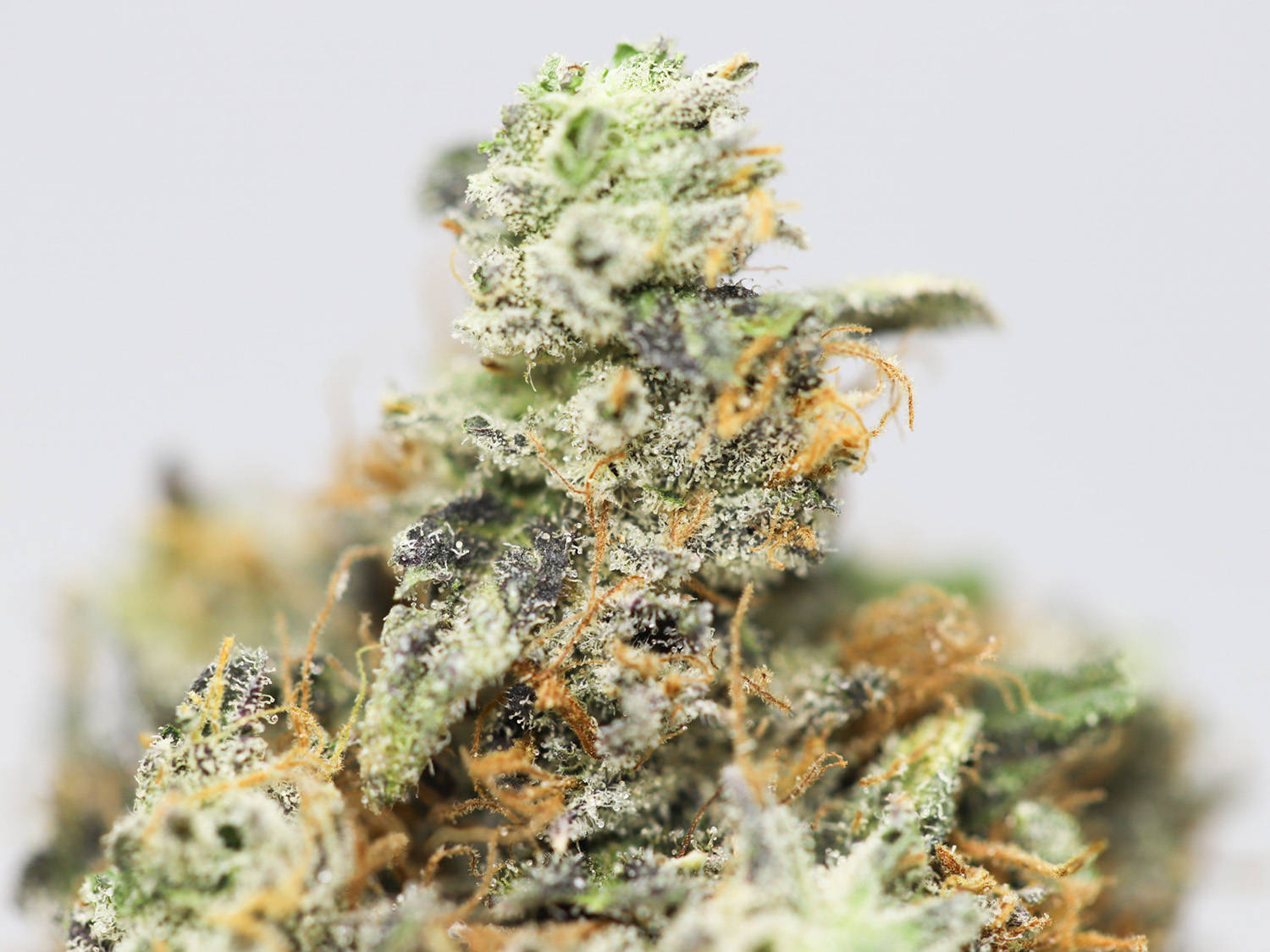 WIZ KHALIFA KUSH AA CLOSE UP 6.jpg WIZ KHALIFA KUSH AA CLOSE UP 6.jpg