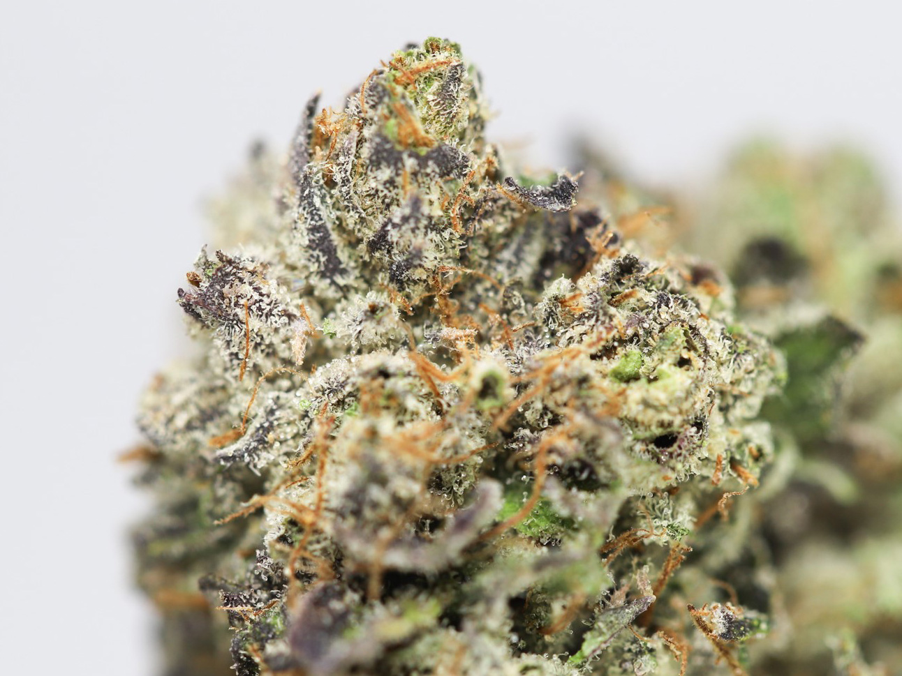 WIZ KHALIFA KUSH AAAA CLOSE UPP.jpg WIZ KHALIFA KUSH AAAA CLOSE UPP.jpg