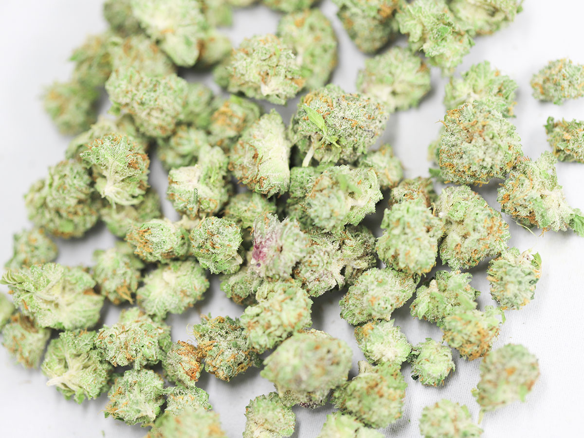 aaa small buds 1.jpg aaa small buds 1.jpg