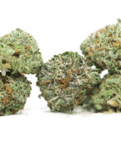 aaa small buds close up.jpg
