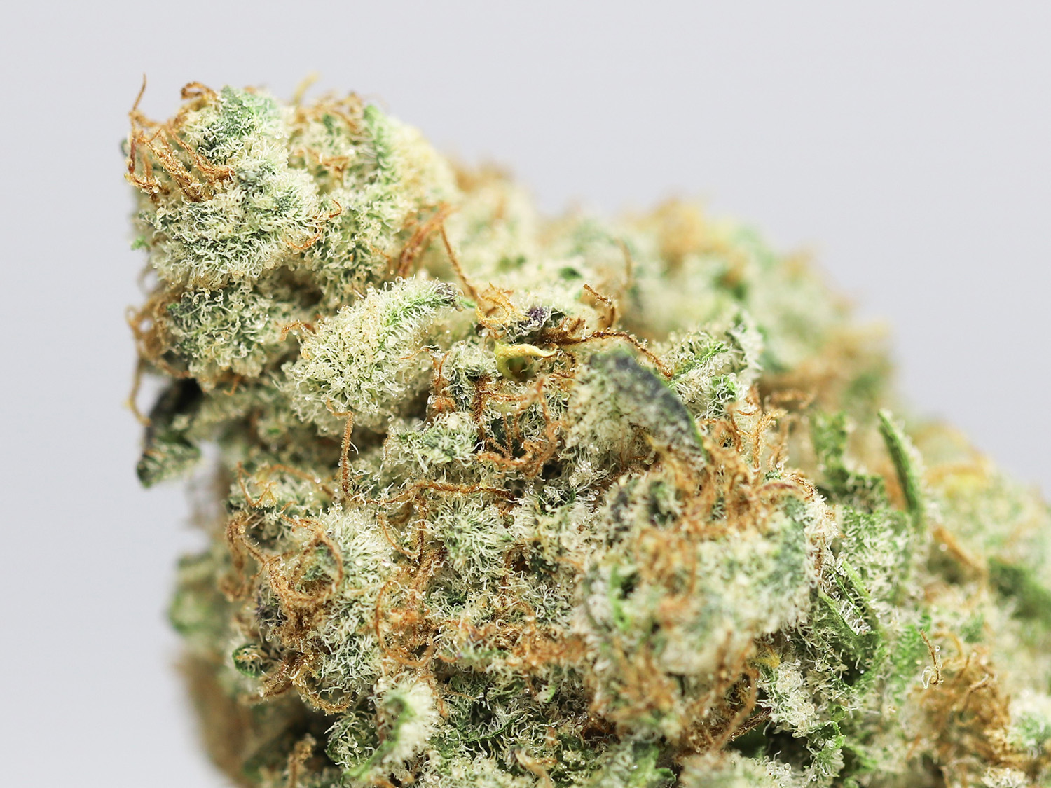 agent orange aaaa close up.jpg agent orange aaaa close up.jpg