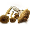 Alacabenzi (shrooms) 1 alacabenzi.jpg