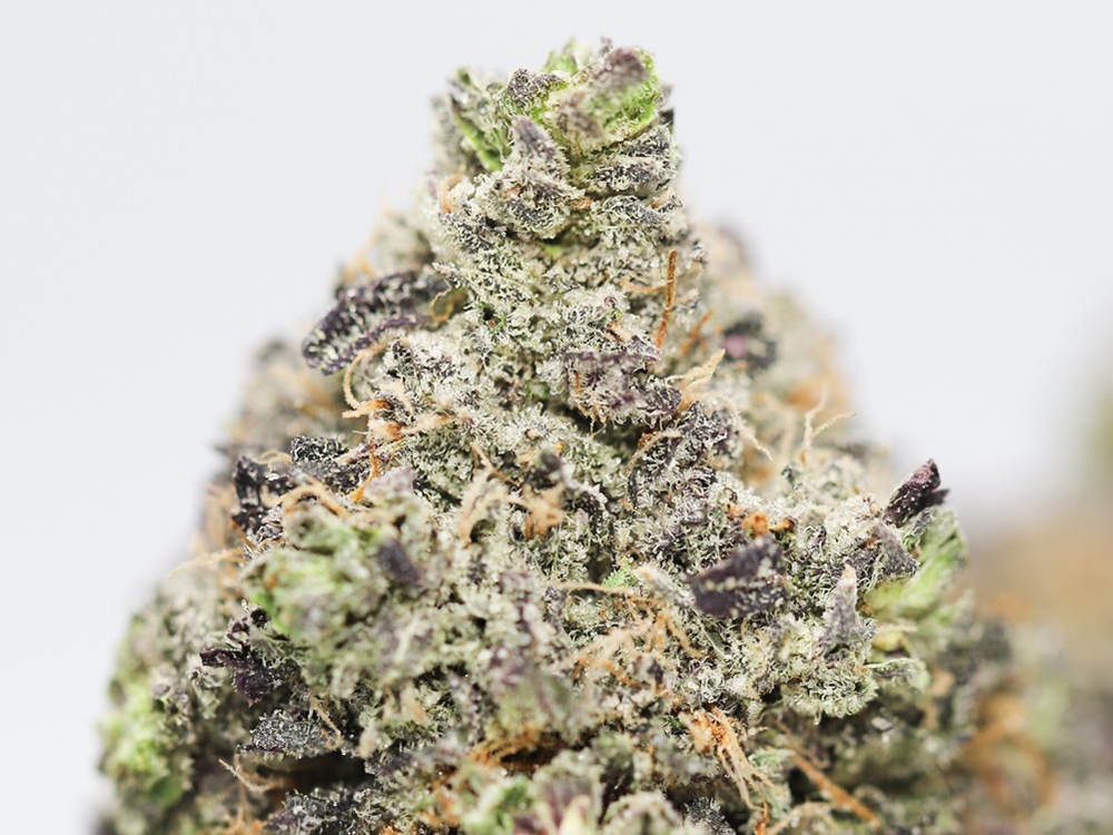 ayahuasca purple close up.jpg ayahuasca purple close up.jpg