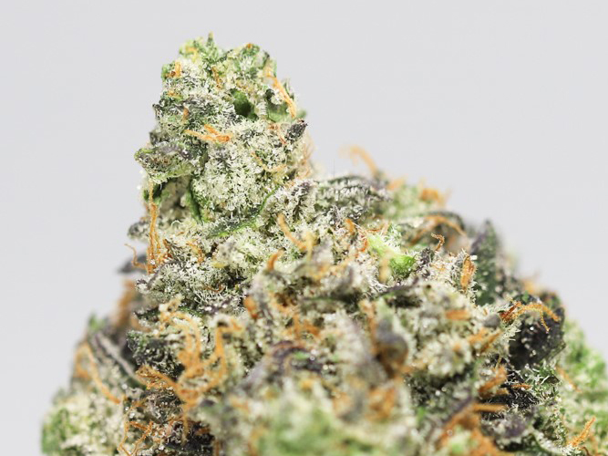 billy kimber og close up.jpg billy kimber og close up.jpg