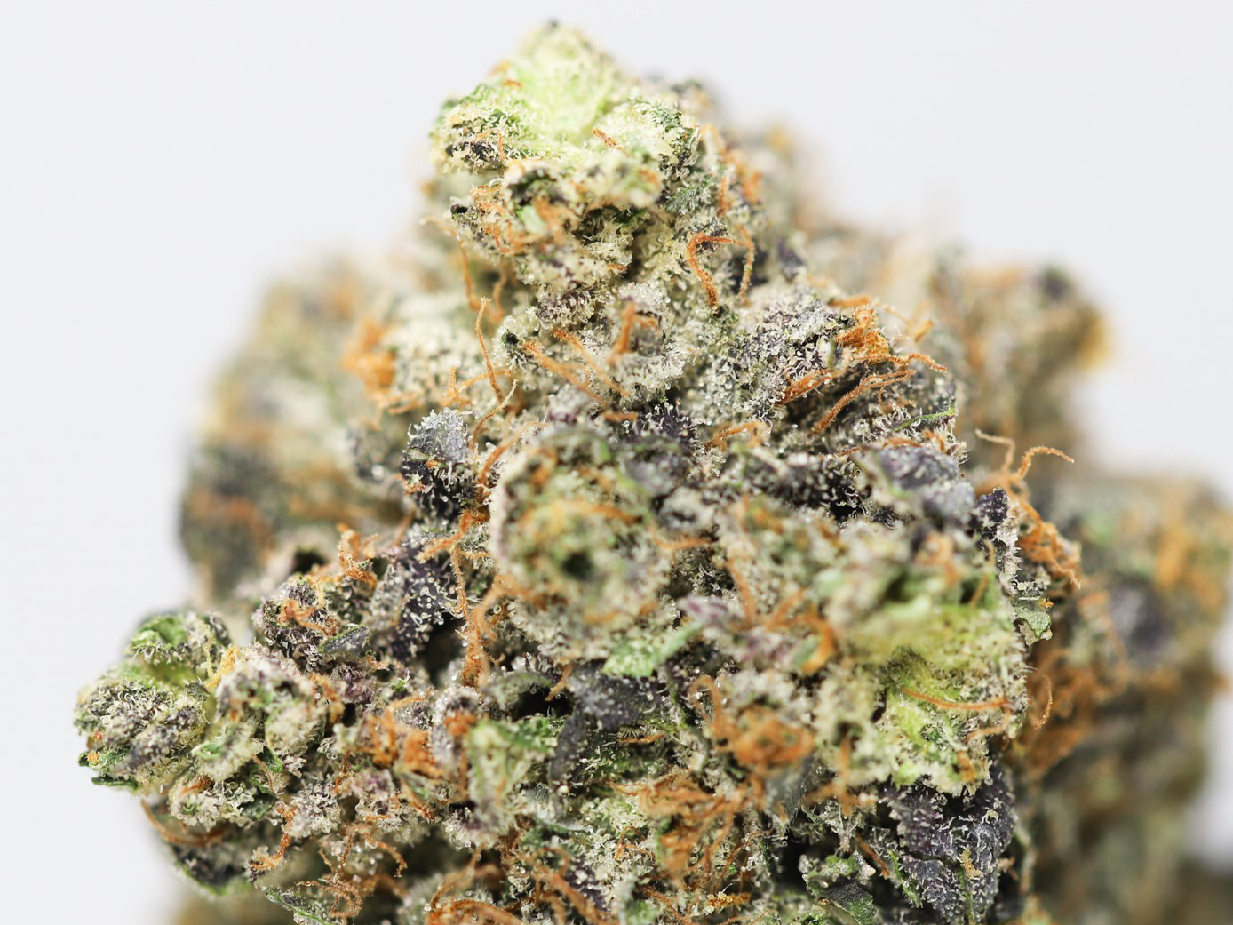 blackberry cream aaa close up 1.jpg blackberry cream aaa close up 1.jpg