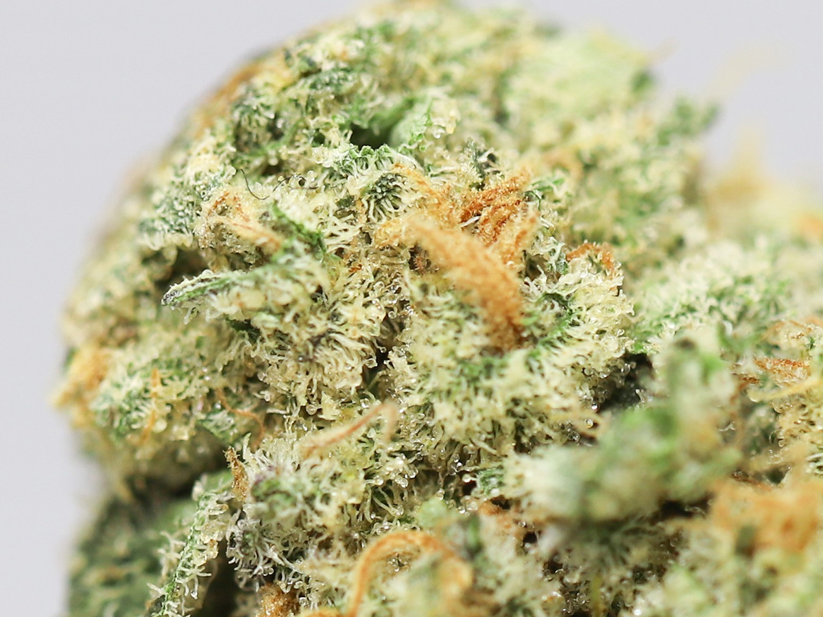 blue rhino aaaa close up 1 .jpg blue rhino aaaa close up 1 .jpg