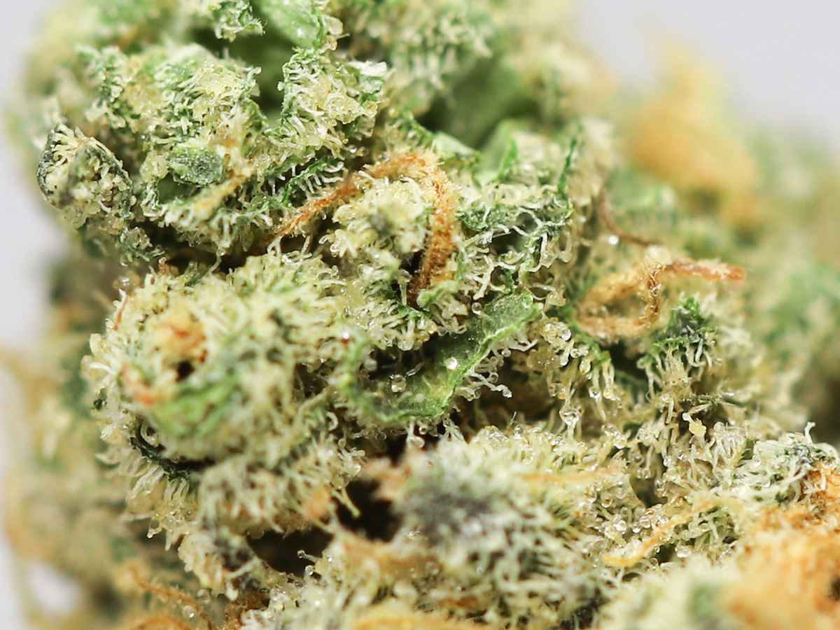 blue rhino aaaa close up.jpg blue rhino aaaa close up.jpg