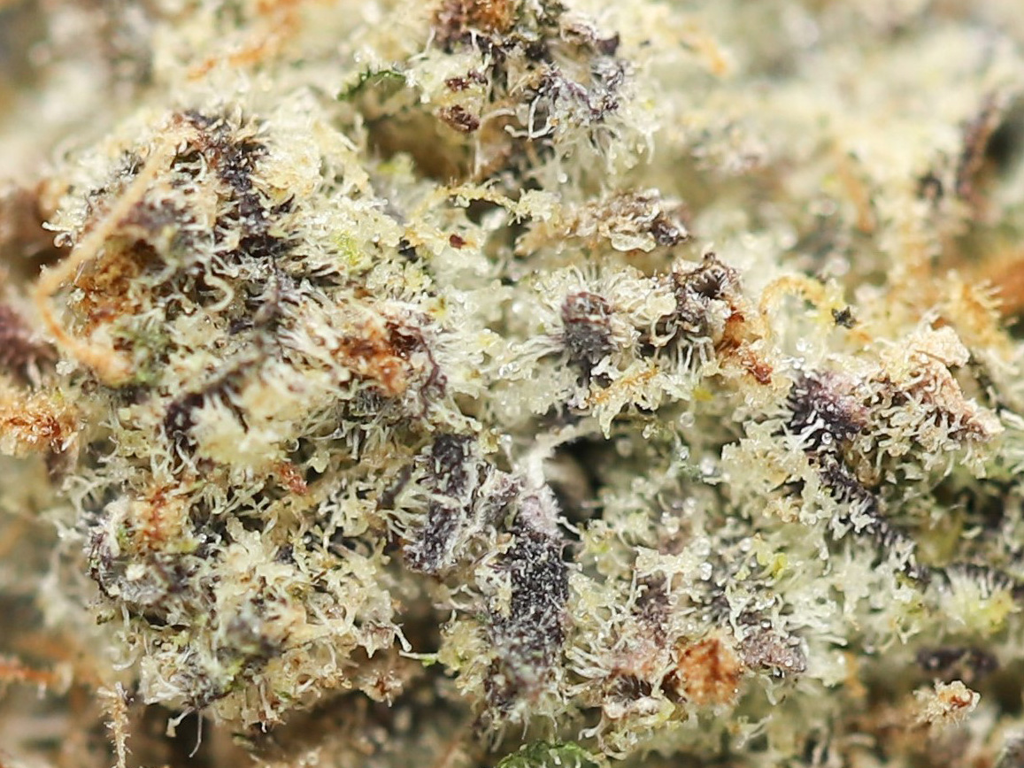bruce banner aaa close up.jpg bruce banner aaa close up.jpg